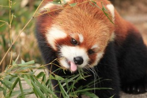 草食