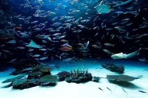 だれでも入れます